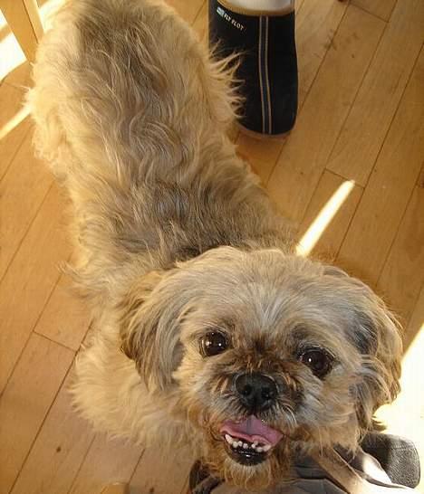 Blanding af racer Tiki *Død d.14-09-06* billede 13