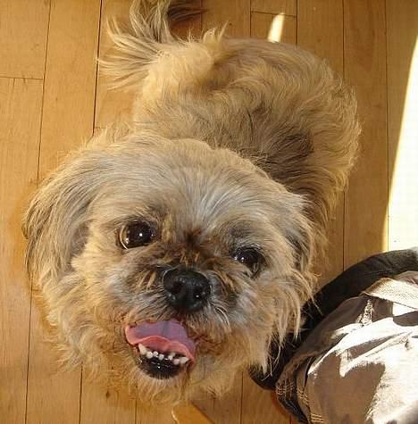 Blanding af racer Tiki *Død d.14-09-06* billede 14