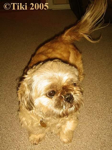 Blanding af racer Tiki *Død d.14-09-06* - " Den gyldne dame af Gyldenhøjvej" billede 16