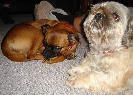 Blanding af racer Tiki *Død d.14-09-06* - Scch....nu sover hun. billede 17