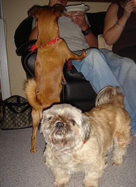 Blanding af racer Tiki *Død d.14-09-06* - Ja..jeg må ikke tigge for min mor. billede 18