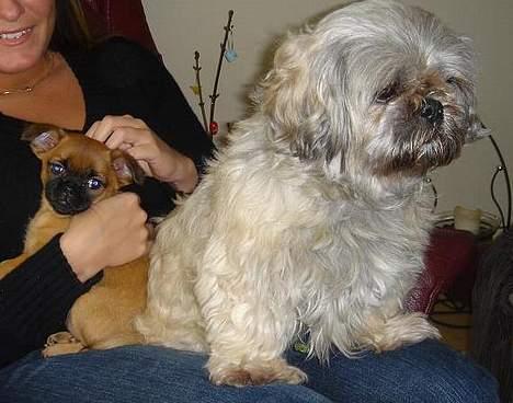 Blanding af racer Tiki *Død d.14-09-06* - Øv...hvorfor skal hun sidde med den lille "snothvalp" billede 19