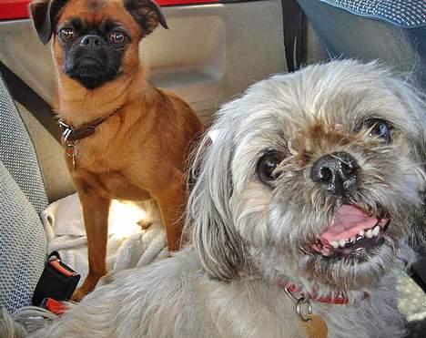 Blanding af racer Tiki *Død d.14-09-06* billede 20