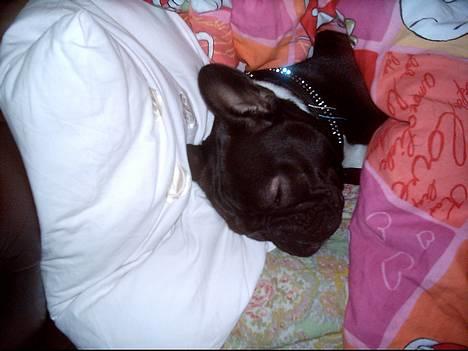 Fransk bulldog Olga - Olga ligger på lur.. billede 1