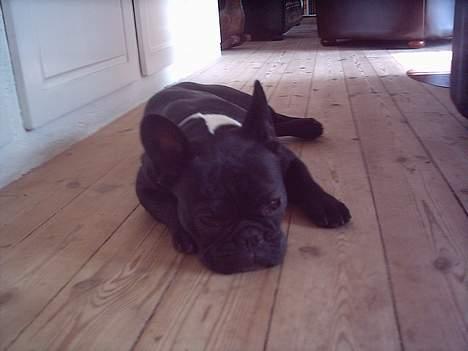 Fransk bulldog Olga - Hvile skal der jo være tid til billede 2