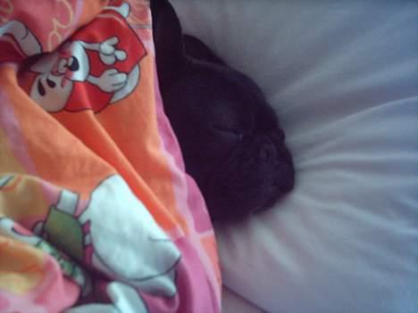 Fransk bulldog Olga - Olga sover i MIN seng billede 3