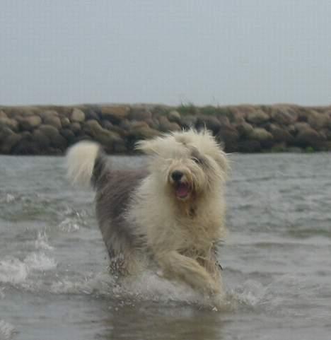 Old english sheepdog Amy - Amy i vandet. Hun elsker det :) billede 1