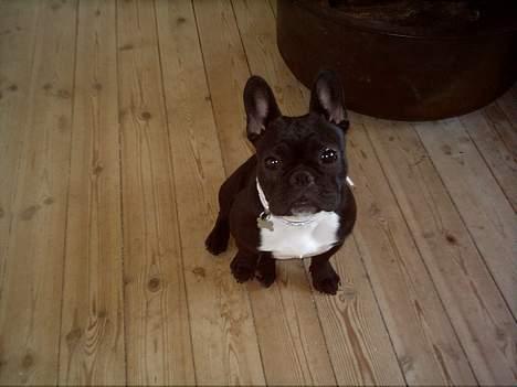 Fransk bulldog Olga - Olga sidder pænt billede 4