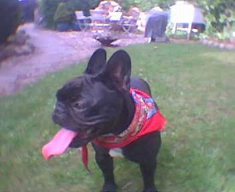 Fransk bulldog Olga - Forpustet Olga billede 5