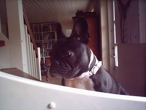 Fransk bulldog Olga - Olga elsker at sidde på trappen billede 6