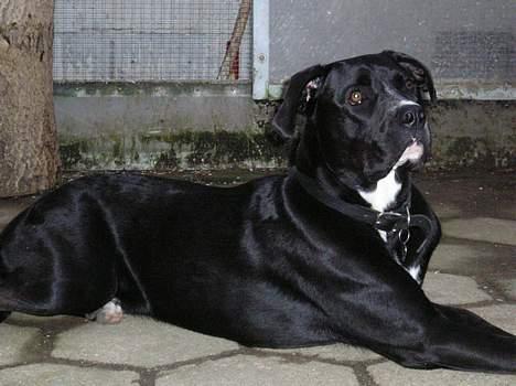 Blanding af racer amk.bull/labrador Kenzo billede 8