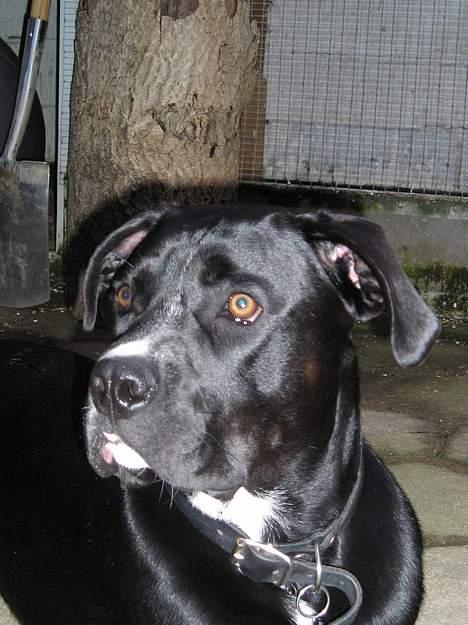 Blanding af racer amk.bull/labrador Kenzo billede 9