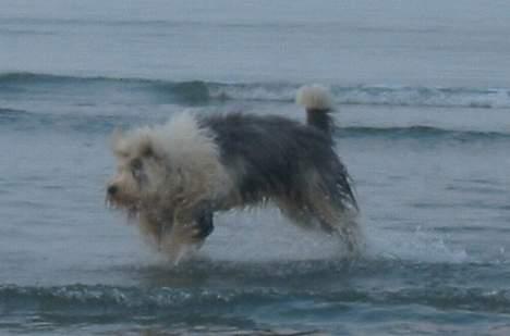 Old english sheepdog Amy - Tjah. Min hund kan flyve? xD billede 2