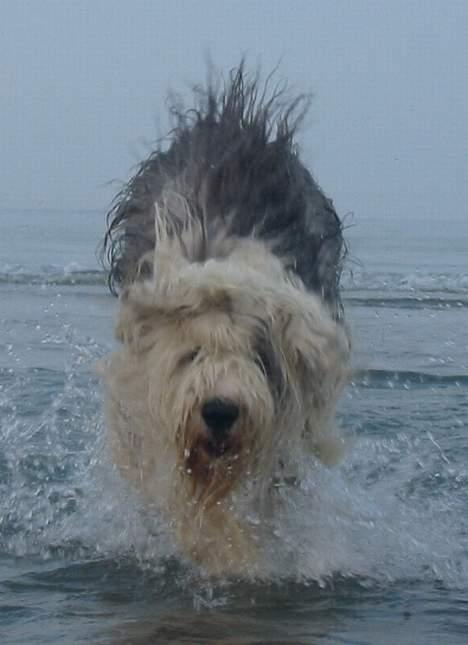 Old english sheepdog Amy - Øh. Der er gang i hende xD billede 3