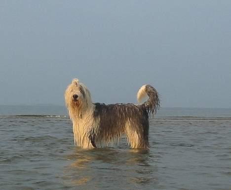 Old english sheepdog Amy - Hun KAN godt stå stille xD billede 4