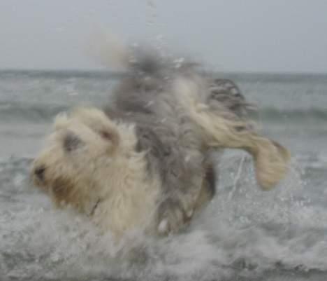Old english sheepdog Amy - Øh. Farlig bølge - tror hun prøvede på at hoppe over den. Lol! billede 5