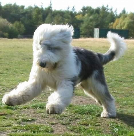 Old english sheepdog Amy - Amy som "hvalp" billede 6