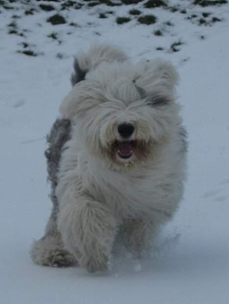 Old english sheepdog Amy - Amy i vinters :b billede 7