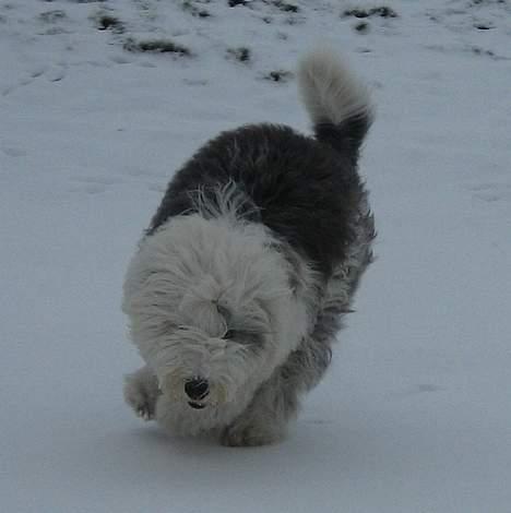 Old english sheepdog Amy - Igen, i vinters billede 8