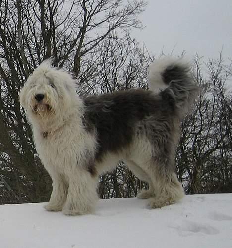 Old english sheepdog Amy billede 9