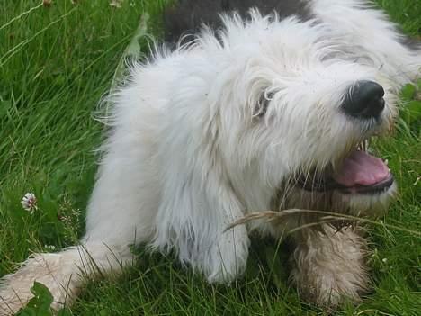 Old english sheepdog Amy - Amy sidste sommer.  billede 10