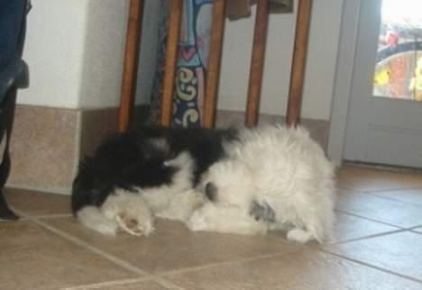 Old english sheepdog Amy - Amy som hvalp. Kort tid efter de andre hvalpe tog fra os billede 11