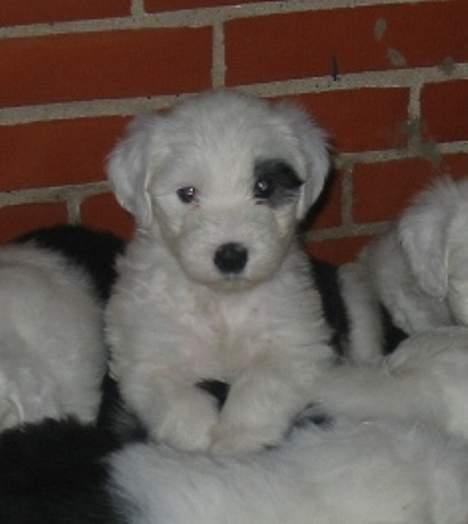 Old english sheepdog Amy - Amy som hvalp igen. Her med de andre hvalpe før de "flyttede" billede 12