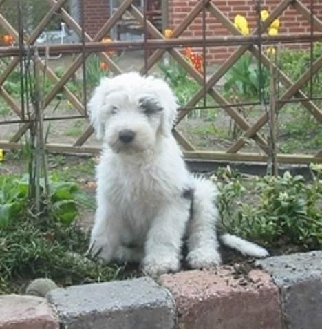 Old english sheepdog Amy - Amy har "lært" at grave xD billede 13