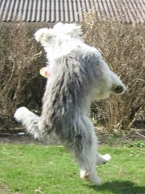 Old english sheepdog Amy - "Jeg kan flyyyve!" billede 14