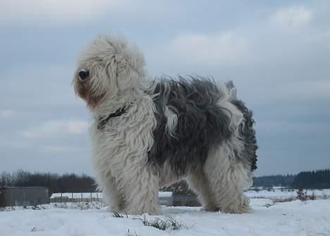 Old english sheepdog Sally *RIP* - Sally på gårtur en kold vinterdag :) billede 1