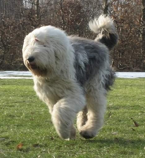 Old english sheepdog Sally *RIP* - Sally i galop! billede 2