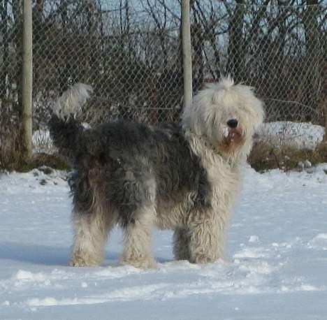 Old english sheepdog Sally *RIP* - Sally på gåtur en kold vinterdag :) billede 3