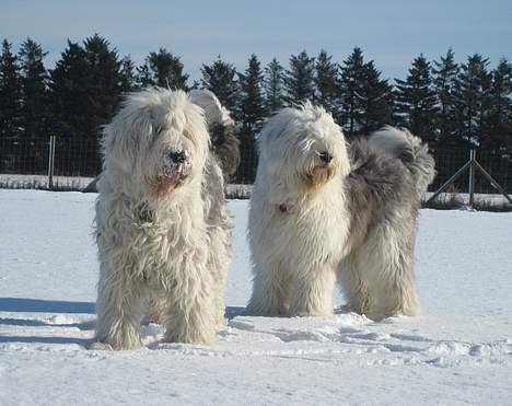 Old english sheepdog Sally *RIP* - Amy og Sally. Til vores venstre er Sally, og til højre er Amy billede 4