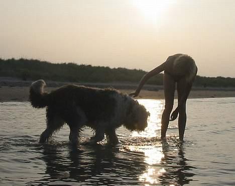 Old english sheepdog Sally *RIP* - Sally og Maria i solnedgangen :´) billede 5