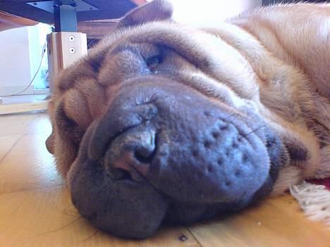 Shar pei China House Zarabi *DØD* billede 7