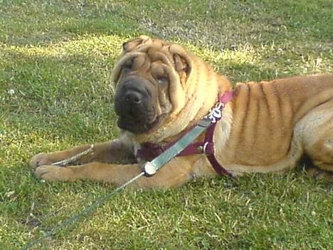 Shar pei China House Zarabi *DØD* - I vigerslevparken og gnave pinde! billede 10