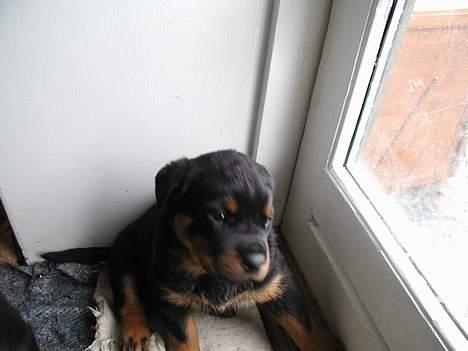 Rottweiler Rinkenæs' Iron - Her bor jeg stadig med mine andre søskende - jeg er kun 5 uger. billede 6