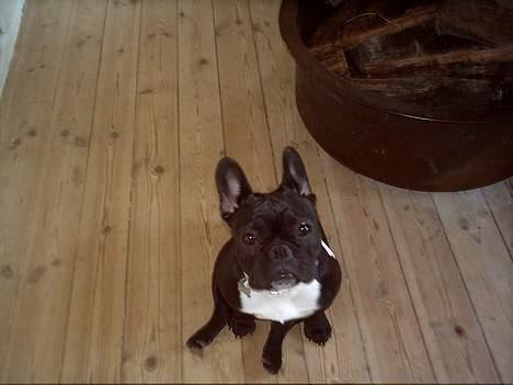 Fransk bulldog Olga - Olga sidder pænt.. billede 7