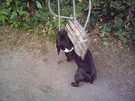 Fransk bulldog Olga - Fy, fy! Ikke bide i gyngen Olga! billede 8