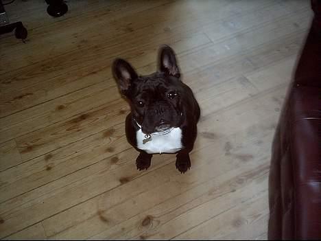 Fransk bulldog Olga - Hunde øjne billede 9