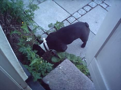 Fransk bulldog Olga - Snus Snus billede 10