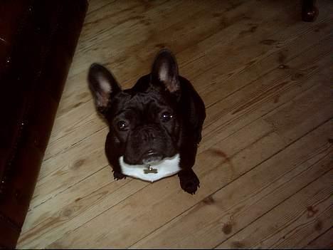 Fransk bulldog Olga - Jeg har ik gjort noget! billede 11
