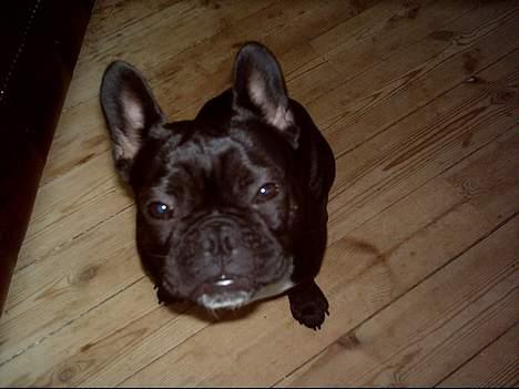 Fransk bulldog Olga - Skal du være næsvis? billede 12