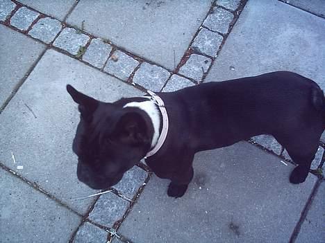 Fransk bulldog Olga - Olga kigger billede 13