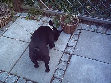 Fransk bulldog Olga - Hvad mon det her er? billede 14