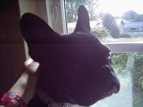 Fransk bulldog Olga - Olga billede 15