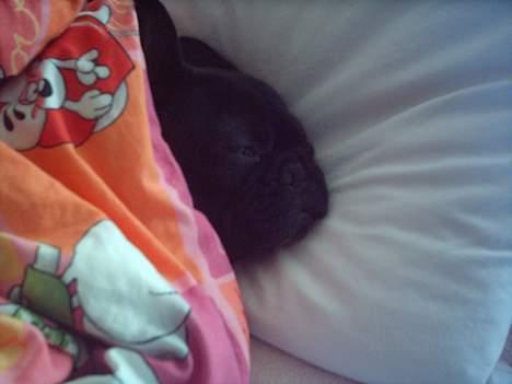 Fransk bulldog Olga - ZzZzzz... billede 16