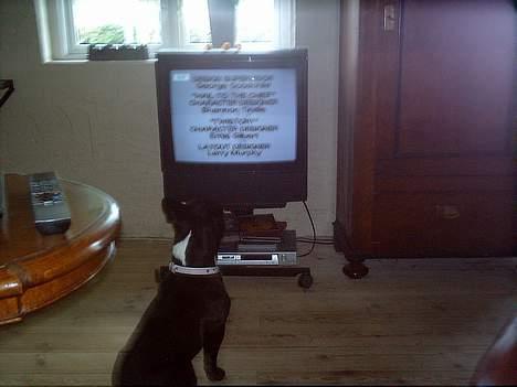 Fransk bulldog Olga - Olga ser TV billede 17