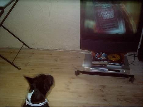 Fransk bulldog Olga - TV!! billede 18