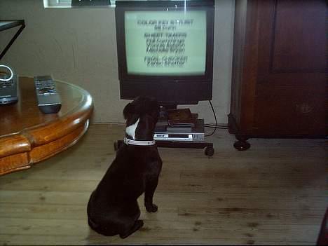 Fransk bulldog Olga - Hvad er det mon? billede 19